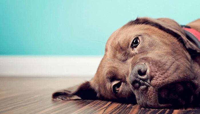 Köpeklerde Yüz Şişmesi Nasıl Engellenir?