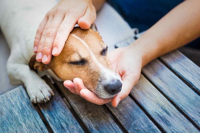 Köpeklerde Zehirlenme Hangi Nedenlerden Kaynaklanır?