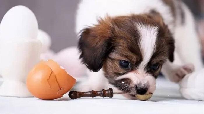 Köpeklere Yumurta Nasıl Verilmelidir?