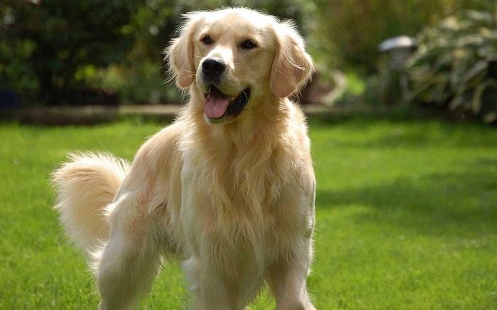 Köpeklerin Regl Dönemi ile İlgili Genel Bilgiler