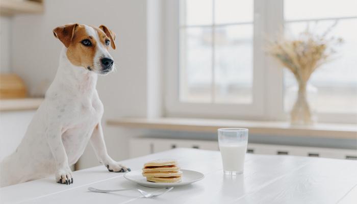 Köpeklerin Süt ile Tüketebileceği Besinler