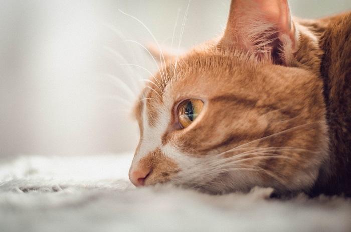 Yaşlı Kediler Aniden Ölebilir Mi?