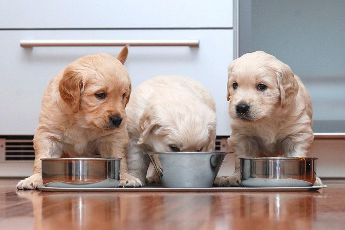 Yavru Köpeklerin Anneden Erken Ayrılması