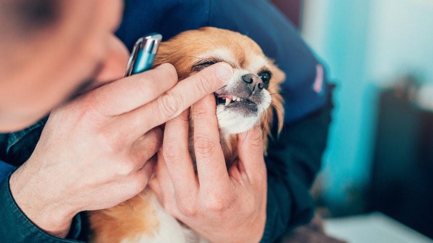 Yavru Köpeklerin Dişlerinin Çıkması