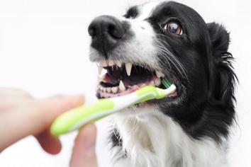 Köpeklerde Diş Fırçalama Nasıl Olmalıdır?